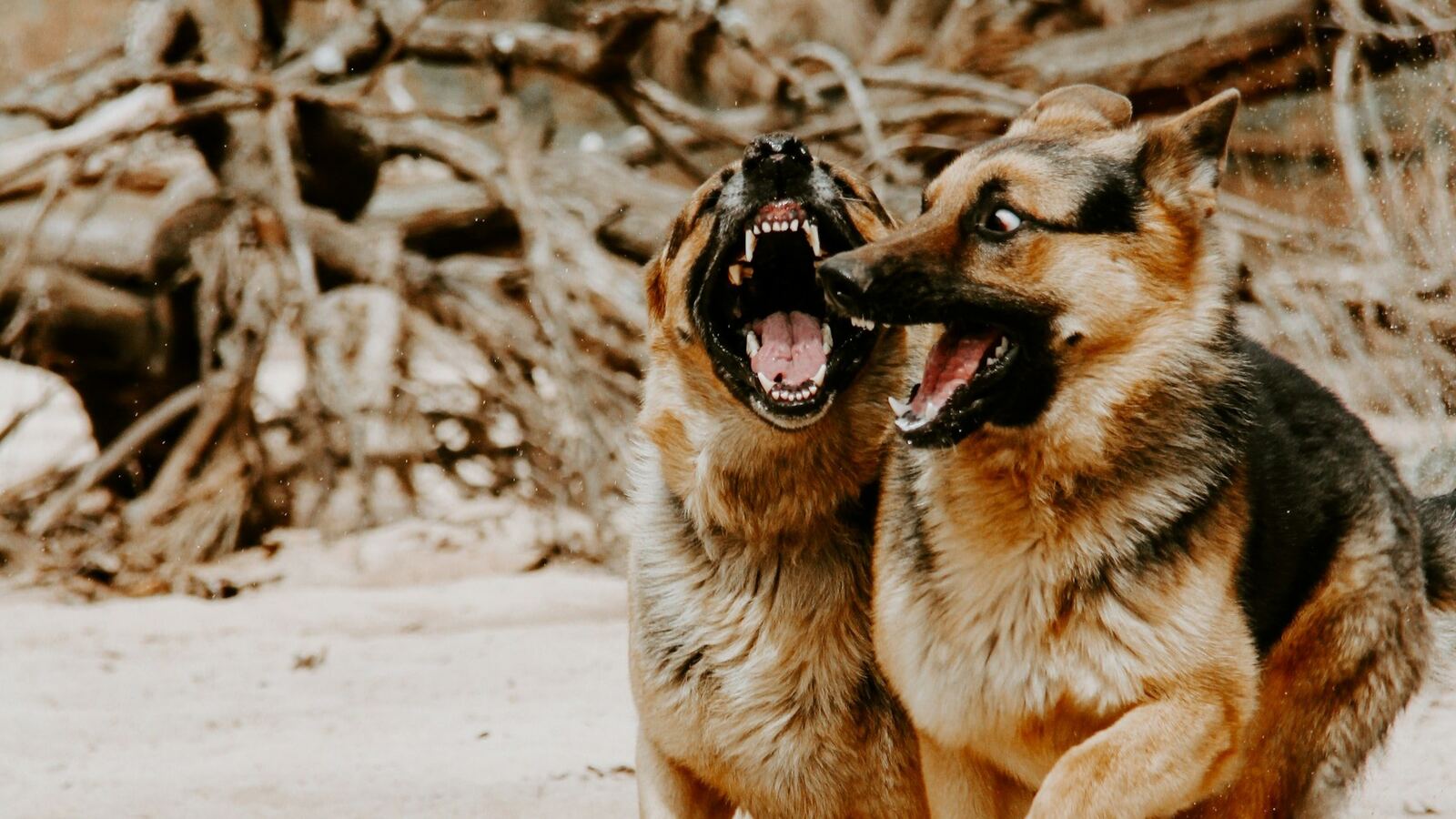 Dog Bite Injuries